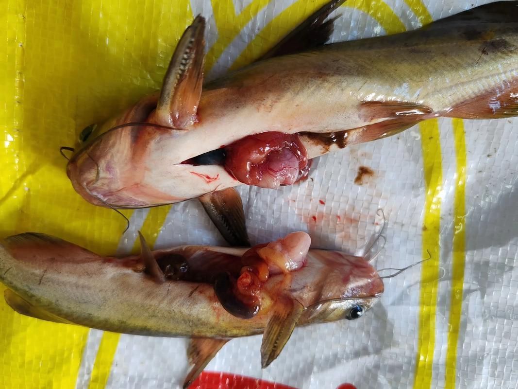 腹水魚最怕三個東西 腹水魚最怕三個東西 龍魚百科 第4張