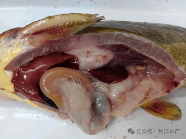 腹水魚最怕三個東西 腹水魚最怕三個東西 龍魚百科 第5張