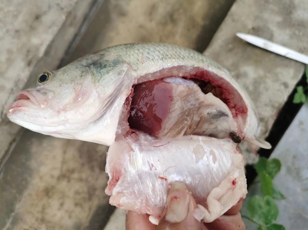 腹水魚最怕三個東西 腹水魚最怕三個東西 龍魚百科 第9張
