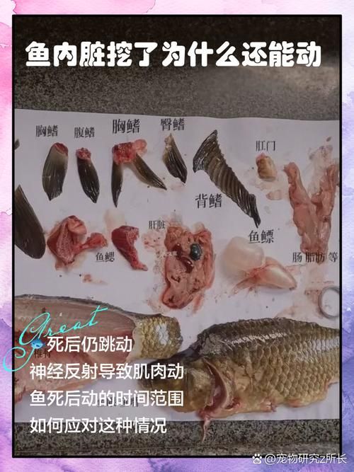 腹水魚最怕三個東西 腹水魚最怕三個東西 龍魚百科 第14張