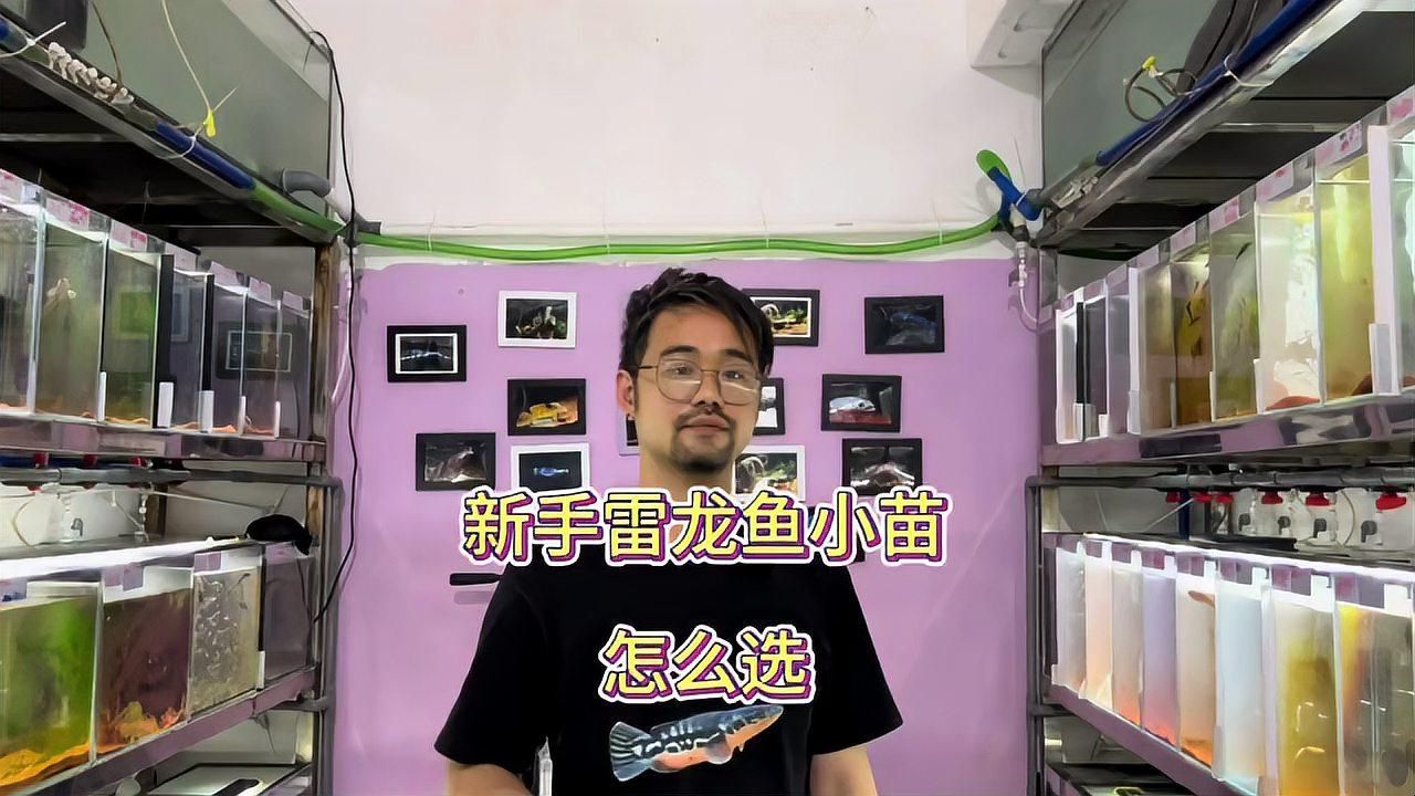 給我推薦一些適合新手飼養的龍魚小魚苗，新手飼養龍魚小魚苗有哪些建議？