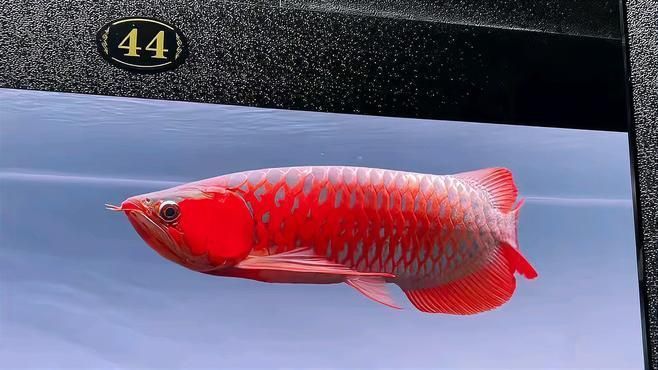 如何挑選一條霸氣紅龍魚 如何挑選一條霸氣紅龍魚 龍魚百科 第7張