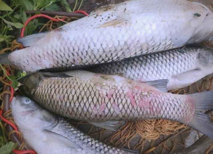 魚的常見病與防治圖片，魚的常見病與防治 魚的常見病與防治圖片，魚的常見病與防治 龍魚百科 第8張
