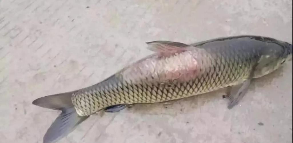 魚的常見病與防治圖片，魚的常見病與防治 魚的常見病與防治圖片，魚的常見病與防治 龍魚百科 第10張