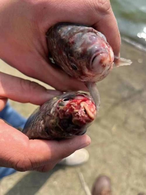 魚的常見病與防治圖片，魚的常見病與防治 魚的常見病與防治圖片，魚的常見病與防治 龍魚百科 第18張