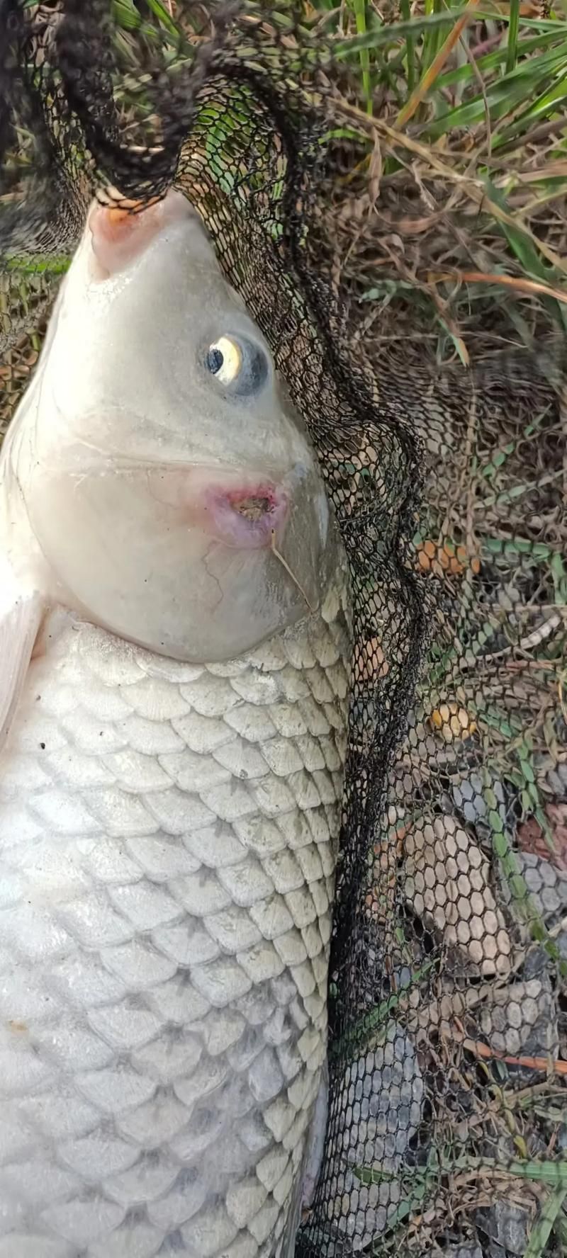 魚的常見病與防治圖片，魚的常見病與防治 魚的常見病與防治圖片，魚的常見病與防治 龍魚百科 第19張