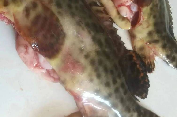 魚的常見病與防治圖片，魚的常見病與防治 魚的常見病與防治圖片，魚的常見病與防治 龍魚百科 第16張