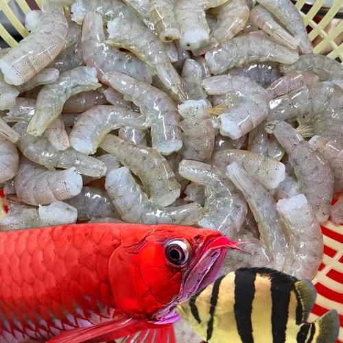 有哪些替代活泥鰍的龍魚餌料？