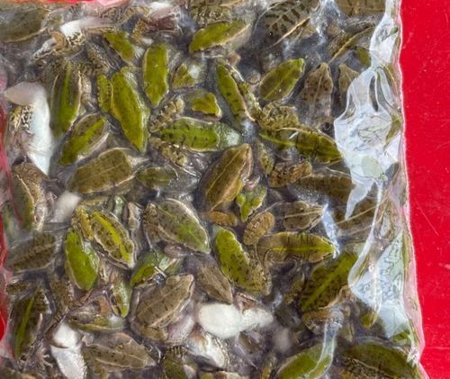 有哪些替代活泥鰍的龍魚餌料？