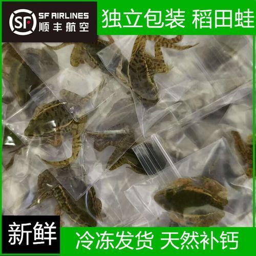 有哪些替代活泥鰍的龍魚餌料？