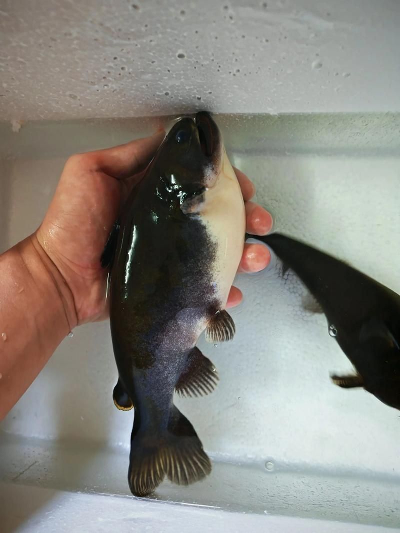 大嘴鯨魚(yú)有哪些常見(jiàn)疾病，“大嘴鯨魚(yú)有哪些常見(jiàn)疾病” 大嘴鯨魚(yú)有哪些常見(jiàn)疾病，“大嘴鯨魚(yú)有哪些常見(jiàn)疾病” 龍魚(yú)百科 第2張