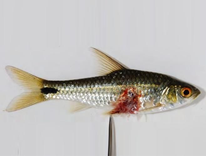 大嘴鯨魚(yú)有哪些常見(jiàn)疾病，“大嘴鯨魚(yú)有哪些常見(jiàn)疾病” 大嘴鯨魚(yú)有哪些常見(jiàn)疾病，“大嘴鯨魚(yú)有哪些常見(jiàn)疾病” 龍魚(yú)百科 第6張