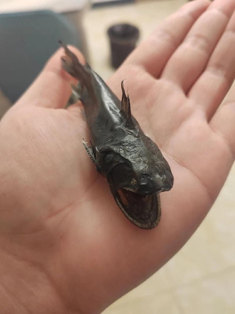 大嘴鯨魚(yú)有哪些常見(jiàn)疾病，“大嘴鯨魚(yú)有哪些常見(jiàn)疾病” 大嘴鯨魚(yú)有哪些常見(jiàn)疾病，“大嘴鯨魚(yú)有哪些常見(jiàn)疾病” 龍魚(yú)百科 第4張