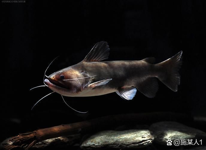 大嘴鯨魚(yú)有哪些常見(jiàn)疾病，“大嘴鯨魚(yú)有哪些常見(jiàn)疾病” 大嘴鯨魚(yú)有哪些常見(jiàn)疾病，“大嘴鯨魚(yú)有哪些常見(jiàn)疾病” 龍魚(yú)百科 第3張