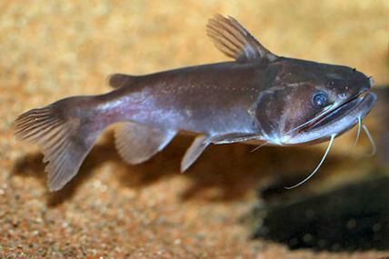 大嘴鯨魚(yú)有哪些常見(jiàn)疾病，“大嘴鯨魚(yú)有哪些常見(jiàn)疾病” 大嘴鯨魚(yú)有哪些常見(jiàn)疾病，“大嘴鯨魚(yú)有哪些常見(jiàn)疾病” 龍魚(yú)百科 第1張