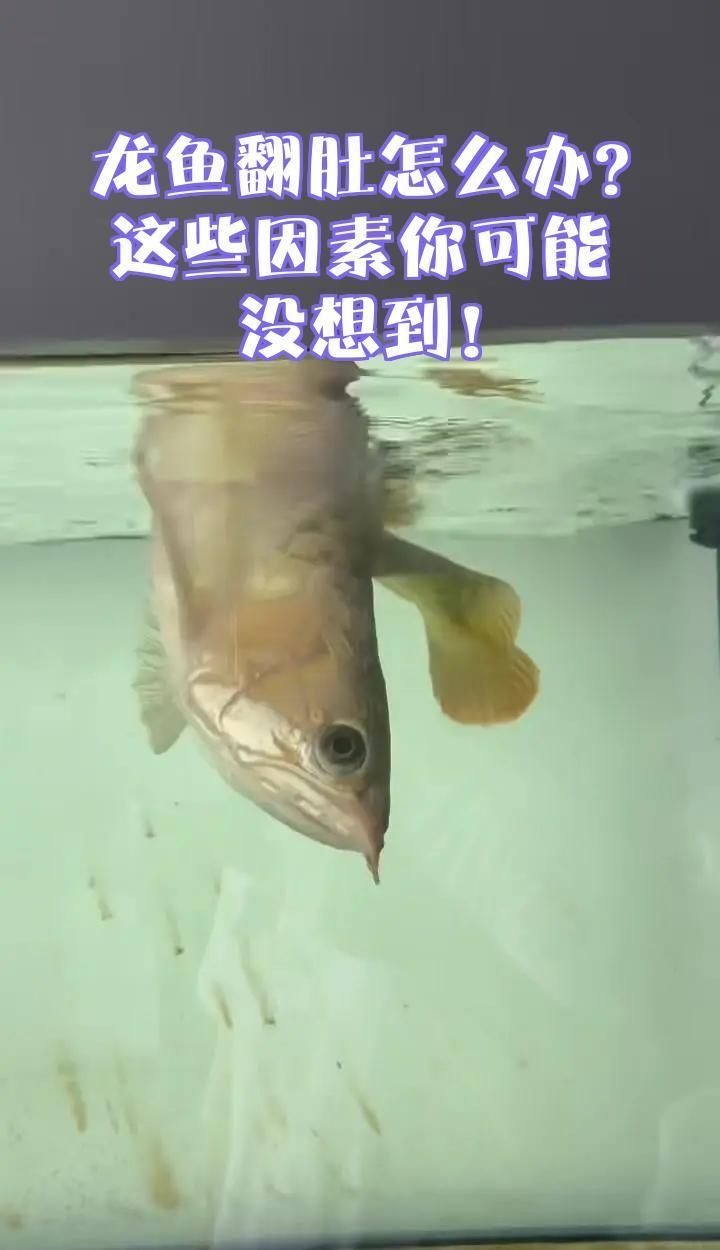 龍魚翻肚期間需要喂食嗎，龍魚翻肚期間需要喂食嗎， 龍魚翻肚期間需要喂食嗎，龍魚翻肚期間需要喂食嗎， 龍魚百科 第2張