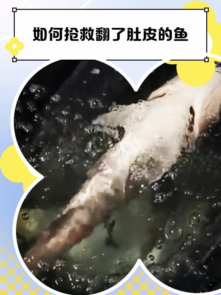 龍魚翻肚期間需要喂食嗎，龍魚翻肚期間需要喂食嗎， 龍魚翻肚期間需要喂食嗎，龍魚翻肚期間需要喂食嗎， 龍魚百科 第1張
