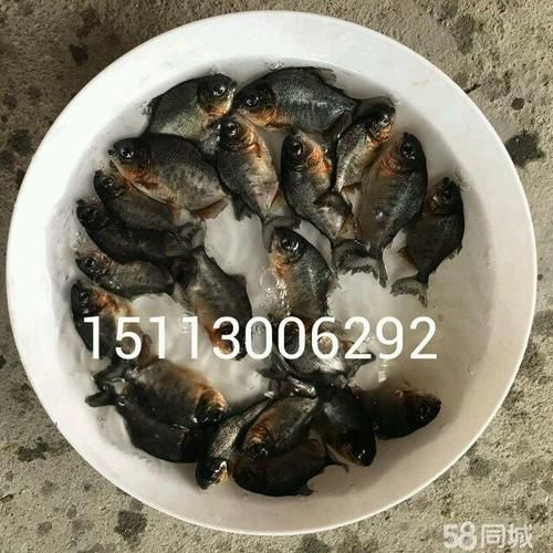 如何在58同城找到靠譜的龍魚苗批發商？，北京58同城龍魚苗批發商的核心信息整理完全覆蓋