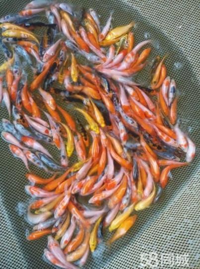 如何在58同城找到靠譜的龍魚苗批發商？，北京58同城龍魚苗批發商的核心信息整理完全覆蓋