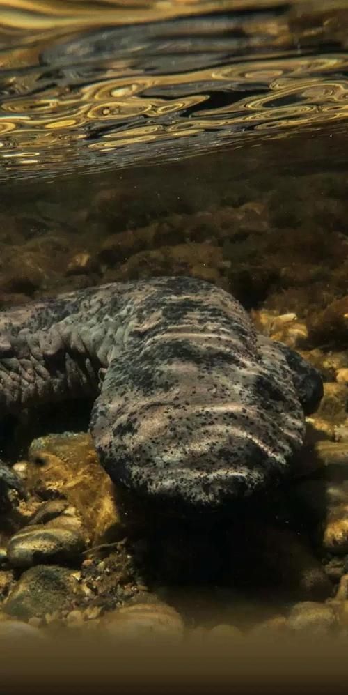 如何判斷四腳魚是否健康，“四腳魚”是否健康思考完成1000字內容和配圖 如何判斷四腳魚是否健康，“四腳魚”是否健康思考完成1000字內容和配圖 龍魚百科 第7張