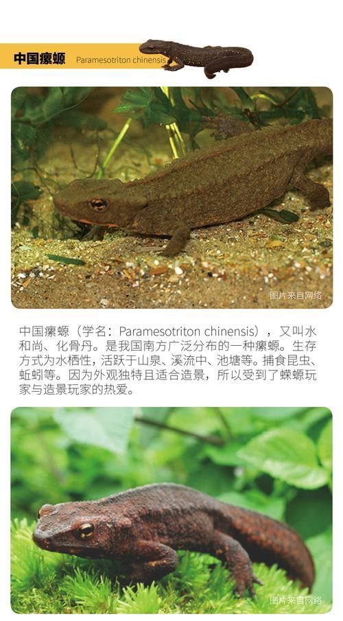 如何判斷四腳魚是否健康，“四腳魚”是否健康思考完成1000字內容和配圖 如何判斷四腳魚是否健康，“四腳魚”是否健康思考完成1000字內容和配圖 龍魚百科 第2張