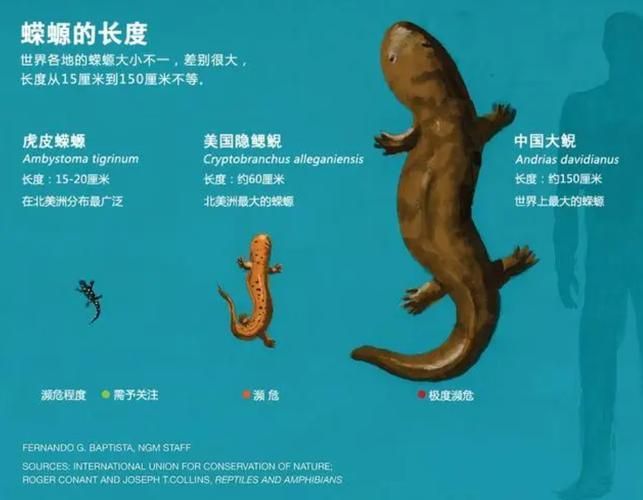 如何判斷四腳魚是否健康，“四腳魚”是否健康思考完成1000字內容和配圖 如何判斷四腳魚是否健康，“四腳魚”是否健康思考完成1000字內容和配圖 龍魚百科 第9張