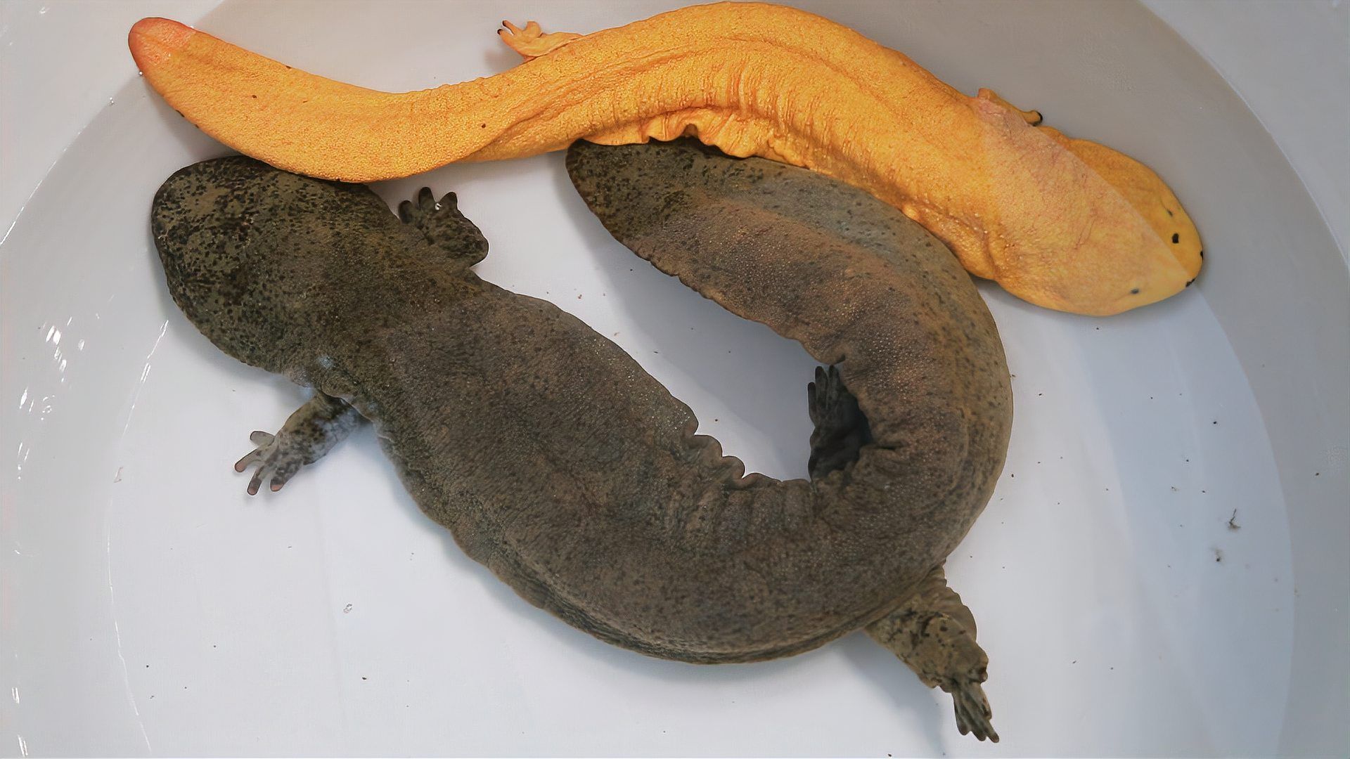 如何判斷四腳魚是否健康，“四腳魚”是否健康思考完成1000字內容和配圖 如何判斷四腳魚是否健康，“四腳魚”是否健康思考完成1000字內容和配圖 龍魚百科 第12張