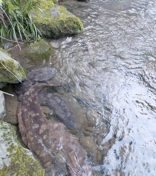 如何判斷四腳魚是否健康，“四腳魚”是否健康思考完成1000字內容和配圖 如何判斷四腳魚是否健康，“四腳魚”是否健康思考完成1000字內容和配圖 龍魚百科 第8張