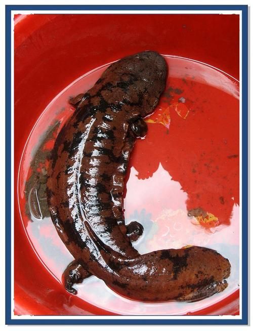 如何判斷四腳魚是否健康，“四腳魚”是否健康思考完成1000字內容和配圖 如何判斷四腳魚是否健康，“四腳魚”是否健康思考完成1000字內容和配圖 龍魚百科 第11張
