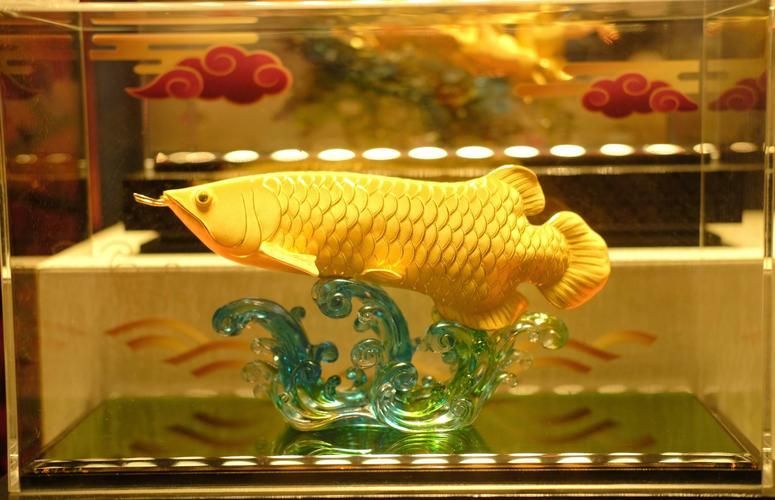 哪里可以購買到優質的黃金龍魚？，如何找到優質的黃金龍魚？