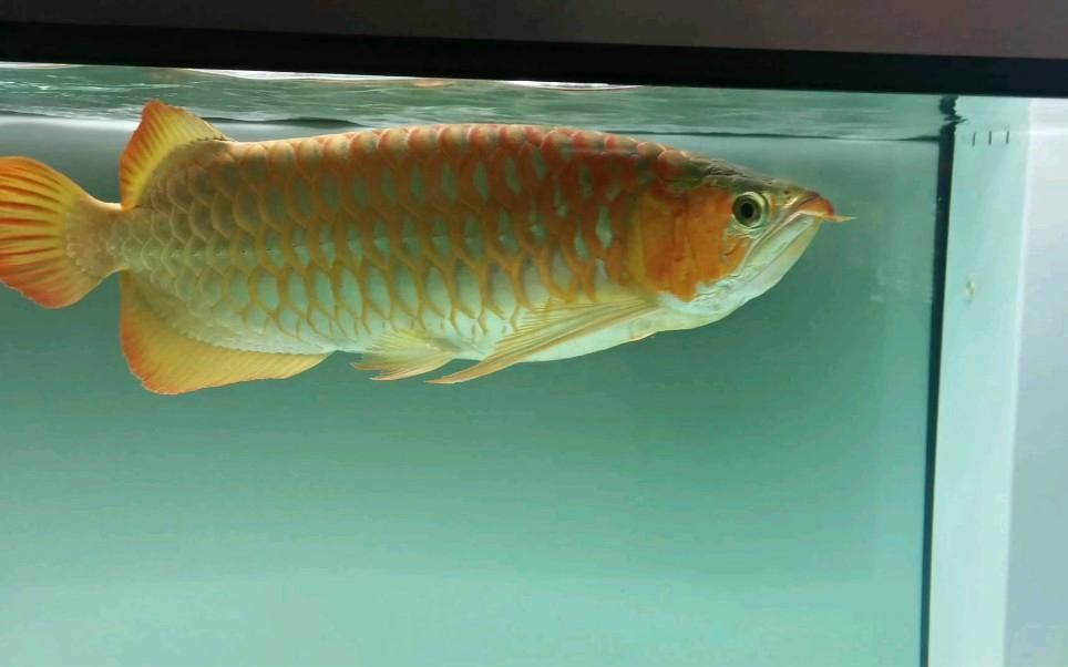 如何選擇性格溫和的魚混養(yǎng)，如何選擇性格溫和的觀賞魚混養(yǎng)