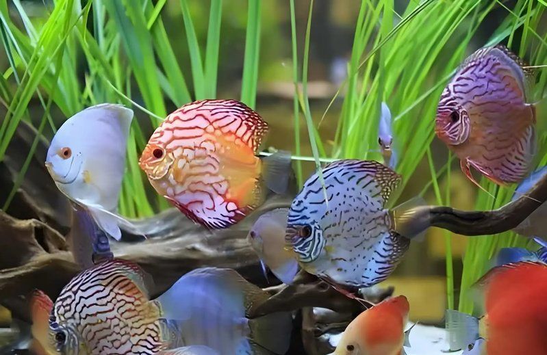 如何選擇性格溫和的魚混養(yǎng)，如何選擇性格溫和的觀賞魚混養(yǎng)