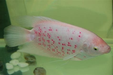 如何區分真假中國本土龍魚?,如何區分真假中國本土龍魚 龍魚百科 第2張 如何區分真假中國本土龍魚?,如何區分真假中國本土龍魚 如何區分真假中國本土龍魚?,如何區分真假中國本土龍魚 龍魚百科 第2張