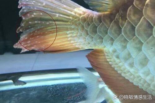 龍魚嘴唇長白點如何改善水質(zhì)？，如何通過改善水質(zhì)來治療龍魚嘴唇上的白點問題 龍魚嘴唇長白點如何改善水質(zhì)？，如何通過改善水質(zhì)來治療龍魚嘴唇上的白點問題 龍魚百科 第2張