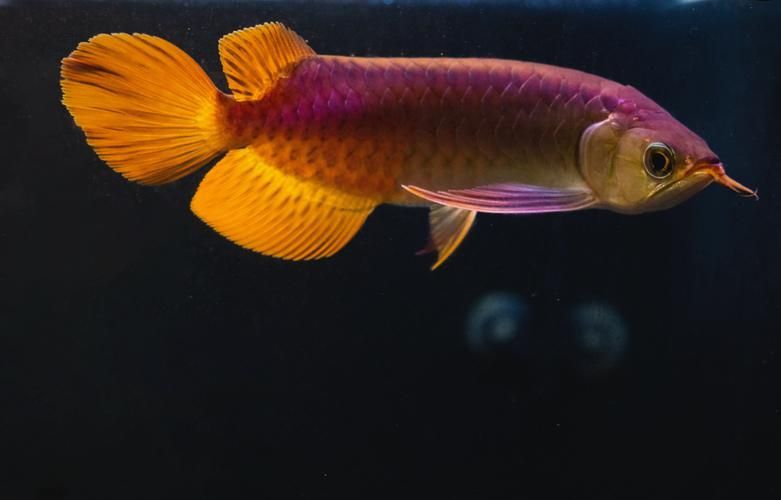 給我一些銀川紅龍魚的圖片，如何鑒別銀川紅龍魚的品質(zhì)？