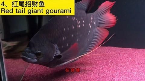十大招財魚中哪種最吉利，十大招財魚之金魚