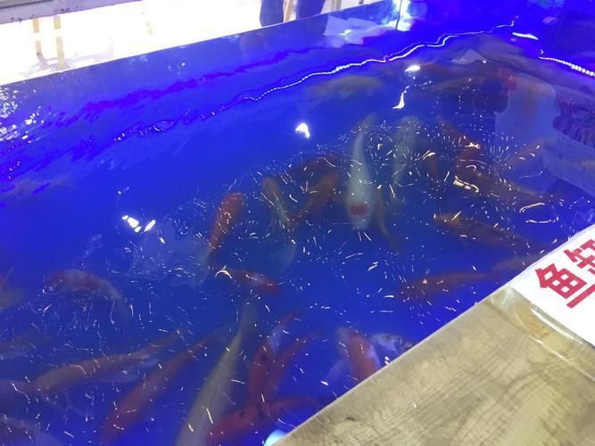 鷹手營子礦龍魚的市場前景如何，“鷹手營子礦龍魚市場前景如何思考完成龍魚市場前景