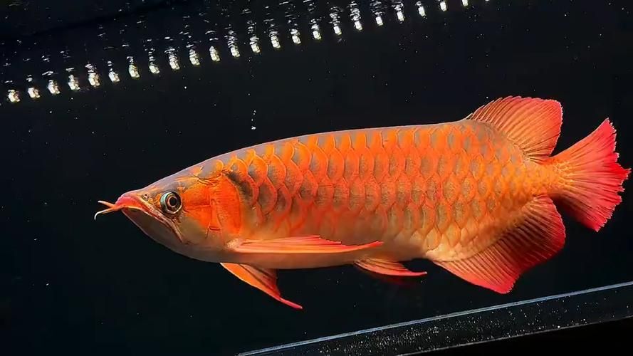 鷹手營子礦龍魚的市場前景如何，“鷹手營子礦龍魚市場前景如何思考完成龍魚市場前景