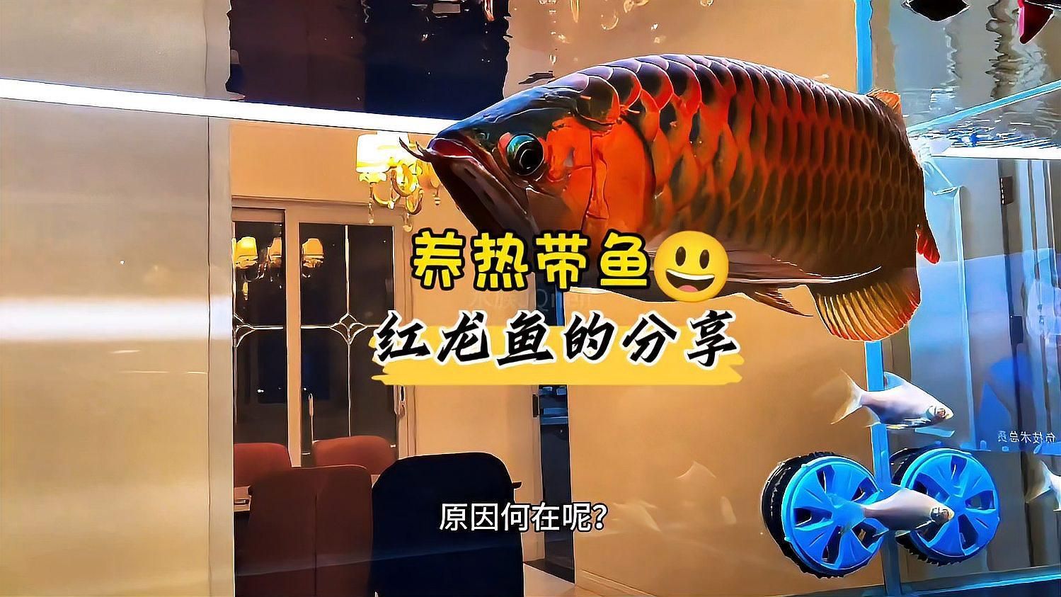 紅龍魚日常飼養技巧 紅龍魚日常飼養技巧 龍魚百科 第5張