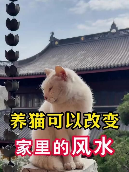 風(fēng)水上養(yǎng)貓和養(yǎng)魚有沖突嗎，風(fēng)水上養(yǎng)貓和養(yǎng)魚有沖突嗎? 風(fēng)水上養(yǎng)貓和養(yǎng)魚有沖突嗎，風(fēng)水上養(yǎng)貓和養(yǎng)魚有沖突嗎? 龍魚百科