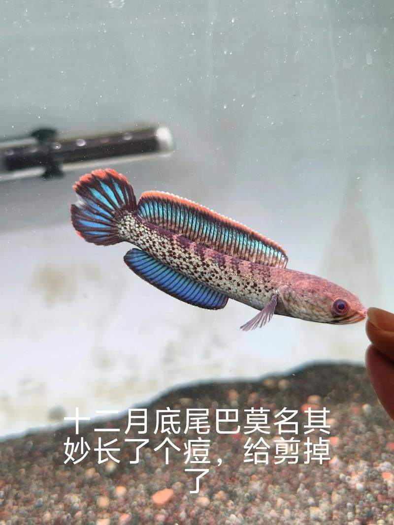 如何辨別鬼王雷龍魚的品相，如何挑選鬼王雷龍魚 如何辨別鬼王雷龍魚的品相，如何挑選鬼王雷龍魚 龍魚百科 第3張