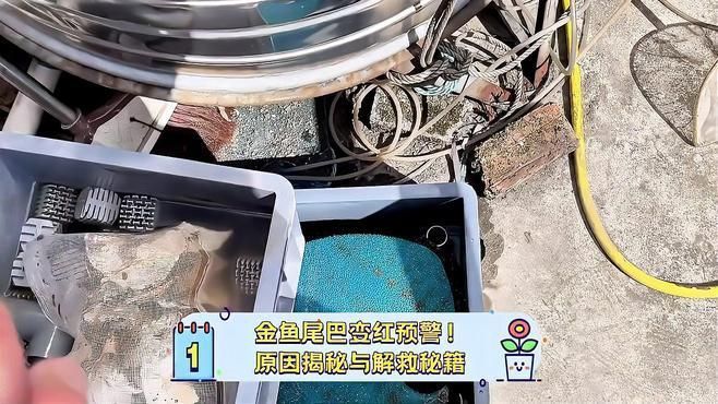 魚充血后多久會恢復
