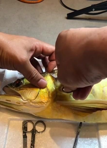 能提供龍魚單側翻腮手術的詳細圖片嗎？，關于龍魚單側翻腮手術的詳細介紹 能提供龍魚單側翻腮手術的詳細圖片嗎？，關于龍魚單側翻腮手術的詳細介紹 龍魚百科 第3張