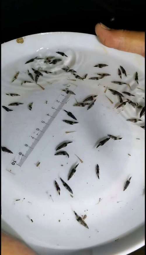 桂魚苗的批發價格是多少，桂魚苗批發價格是多少
