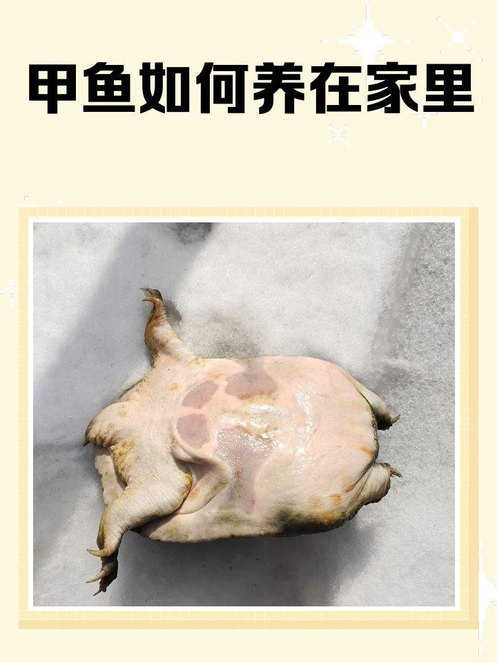 甲魚入宅后應該如何飼養，甲魚入宅后應該如何飼養甲魚，甲魚入宅后應該如何飼養
