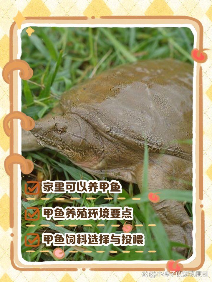 甲魚入宅后應該如何飼養，甲魚入宅后應該如何飼養甲魚，甲魚入宅后應該如何飼養