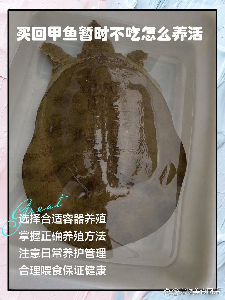 甲魚入宅后應該如何飼養，甲魚入宅后應該如何飼養甲魚，甲魚入宅后應該如何飼養