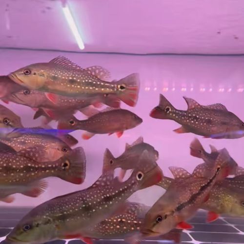 申古三間魚,“申古三間魚”是什么? 龍魚百科 第4張 申古三間魚,“申古三間魚”是什么? 申古三間魚,“申古三間魚”是什么? 龍魚百科 第4張
