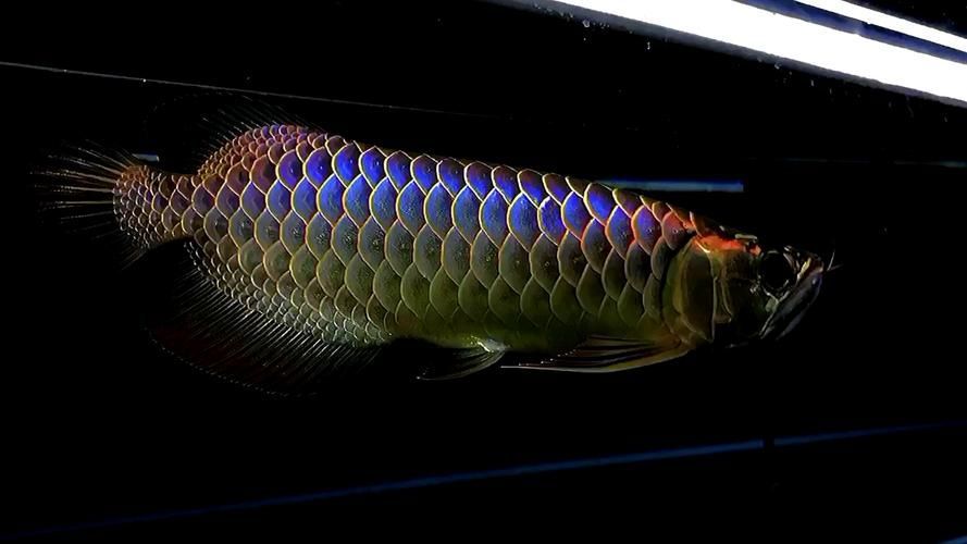 藍(lán)底過背金龍魚的市場價(jià)格走勢如何？，一號紅龍和二號紅龍哪個更稀有？ 藍(lán)底過背金龍魚的市場價(jià)格走勢如何？，一號紅龍和二號紅龍哪個更稀有？ 龍魚百科 第4張