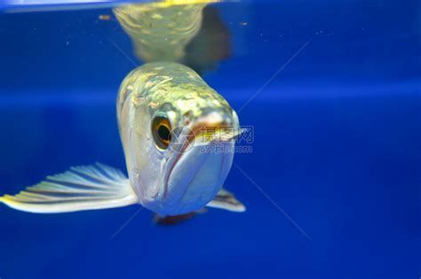 龍魚趴在缸底多久會死亡？，龍魚趴在缸底多久會死亡，